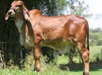 /album/galeria-de-fotos-prog%c3%aanie-fazenda-alzira/tourinho-gir-jpg1/